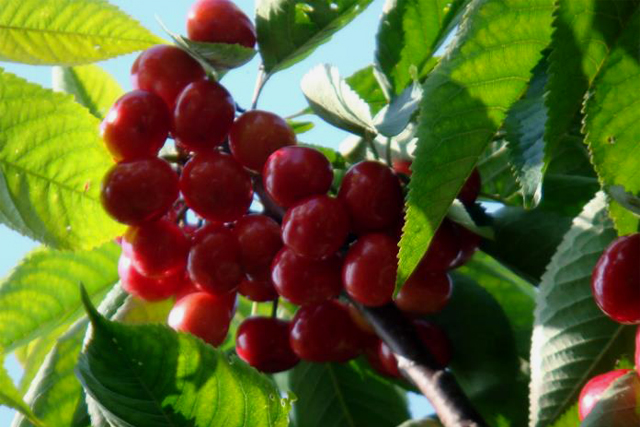 產(chǎn)品商標(biāo)注冊(cè),不注冊(cè)商標(biāo)可以嗎?