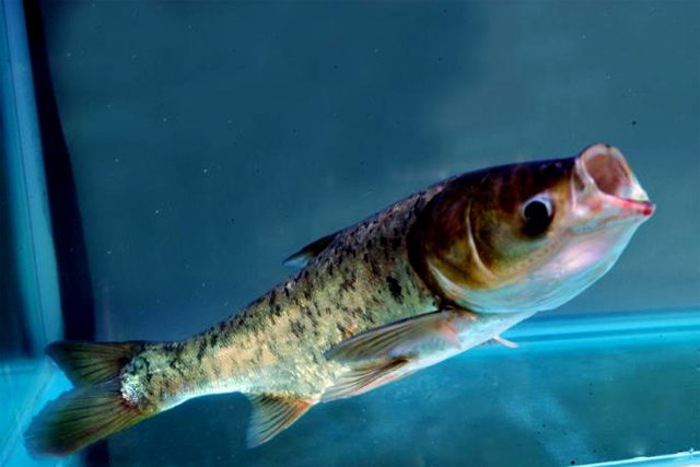 注冊商標(biāo)在哪里辦，申請商標(biāo)不去北京可以嗎?